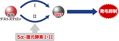 AGAが起こるしくみの図解